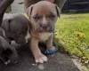 American Bulldog