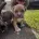 American Bulldog