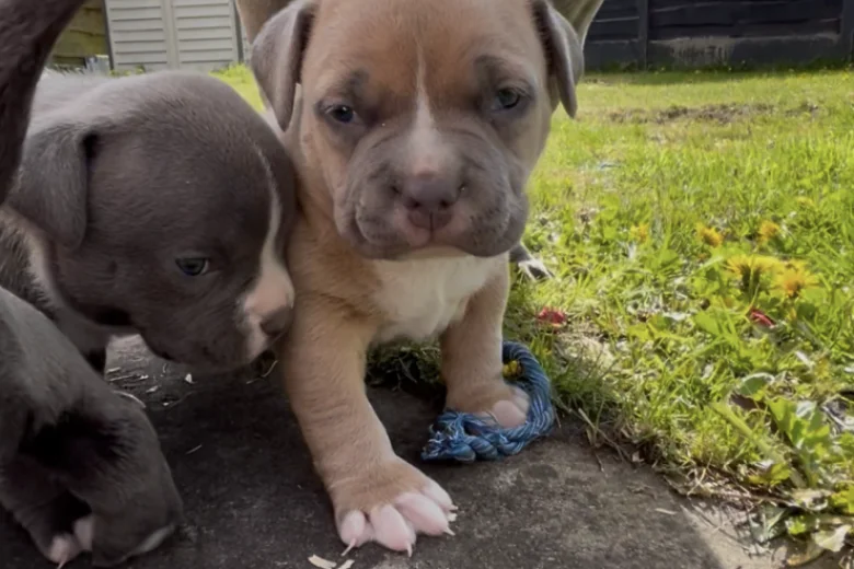 American Bulldog