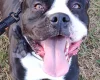 Mixed Breed