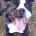 Mixed Breed