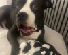 Mixed Breed