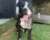 Mixed Breed