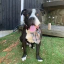 Mixed Breed