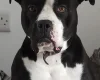 Mixed Breed