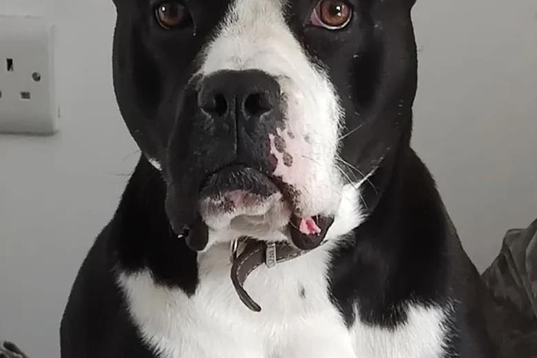 Mixed Breed