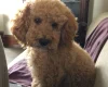 Cockapoo