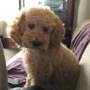 Cockapoo