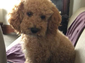 Cockapoo