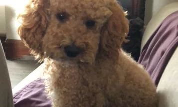 Cockapoo