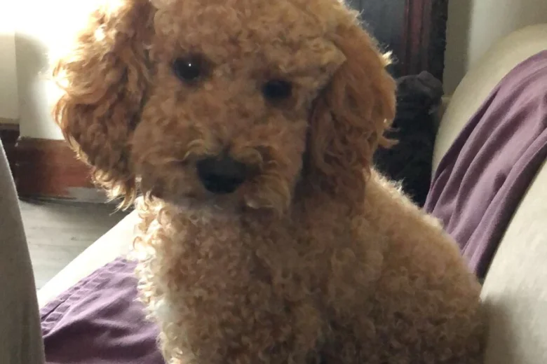 Cockapoo