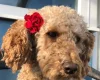 Cockapoo