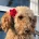 Cockapoo