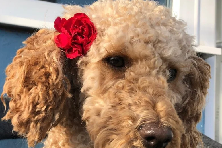 Cockapoo