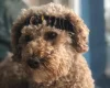 Cockapoo
