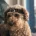 Cockapoo