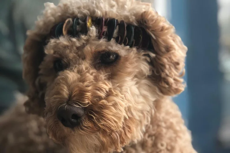 Cockapoo