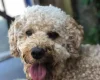 Cockapoo