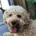 Cockapoo