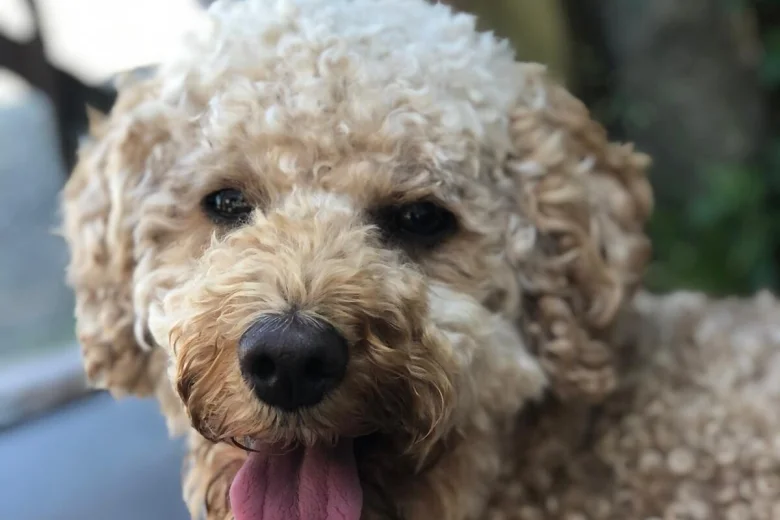 Cockapoo