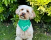 Cavapoo