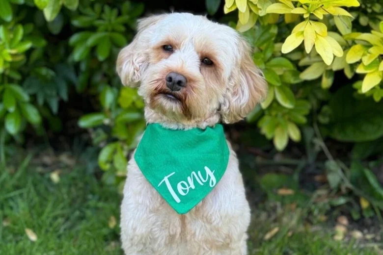 Cavapoo