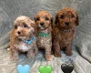 Cavapoo