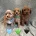 Cavapoo