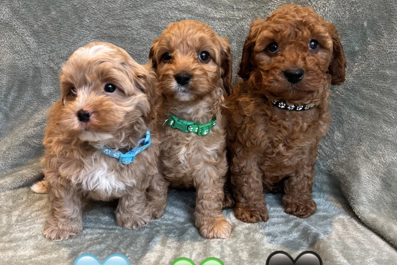 Cavapoo