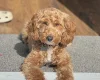 Cavapoo