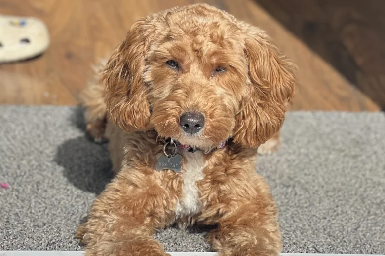 Cavapoo