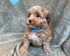 Cavapoo