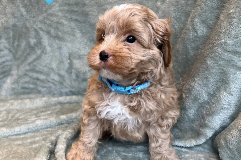 Cavapoo