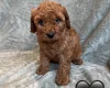 Cavapoo