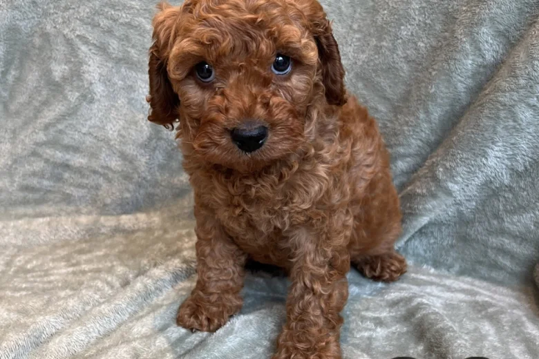 Cavapoo