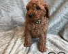 Cavapoo