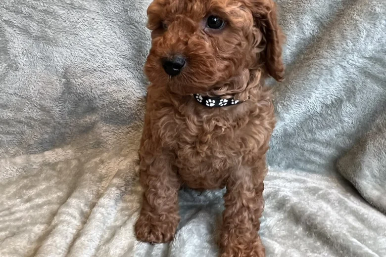 Cavapoo