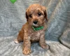Cavapoo