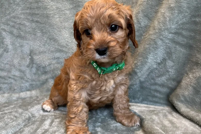 Cavapoo