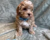 Cavapoo