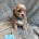 Cavapoo
