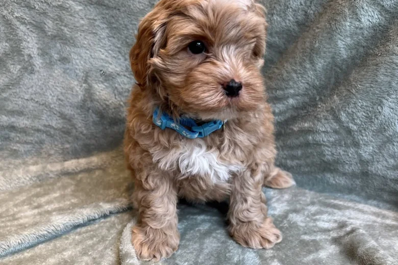 Cavapoo