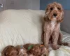 Cavapoo