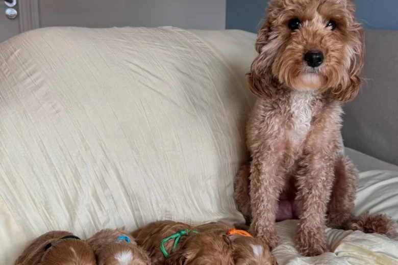 Cavapoo