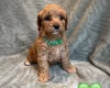 Cavapoo