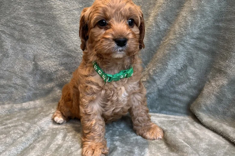 Cavapoo