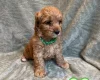 Cavapoo