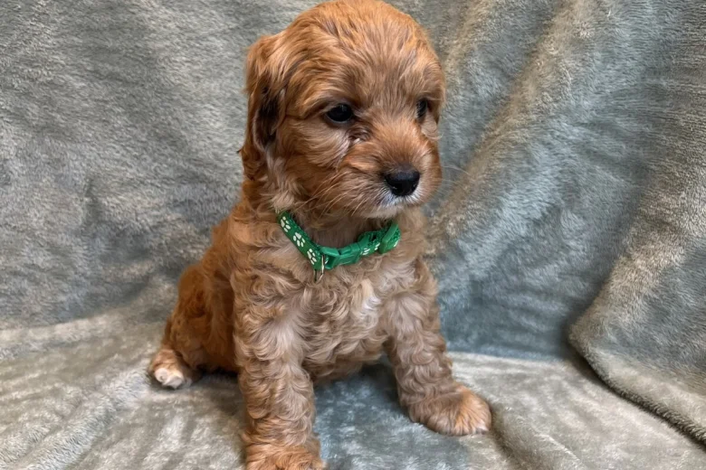 Cavapoo