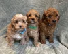 Cavapoo