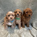 Cavapoo
